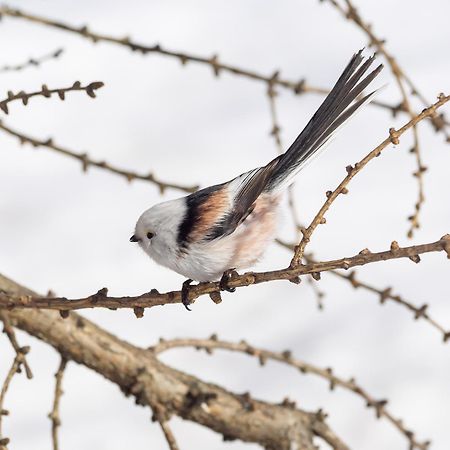 12 - Fulufjellets Nasjonalparker - Natur-, Dyre- Og Fugleopplevelser Ljørdal Eksteriør billede