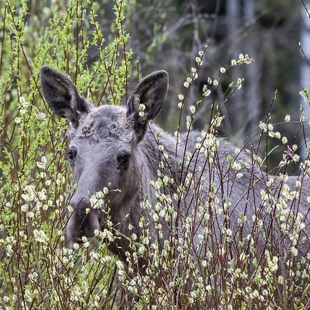 12 - Fulufjellets Nasjonalparker - Natur-, Dyre- Og Fugleopplevelser Ljørdal Eksteriør billede