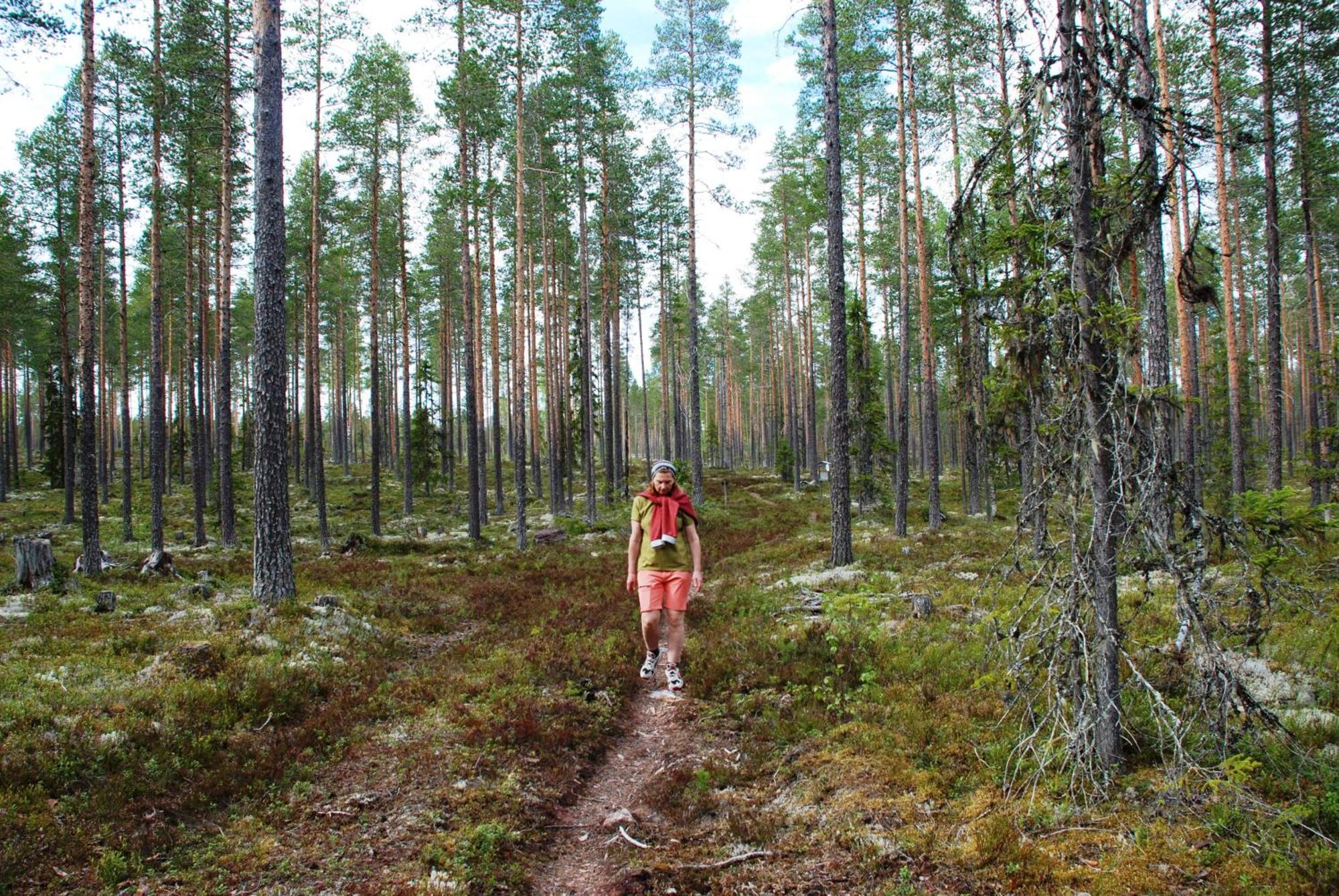 12 - Fulufjellets Nasjonalparker - Natur-, Dyre- Og Fugleopplevelser Ljørdal Eksteriør billede