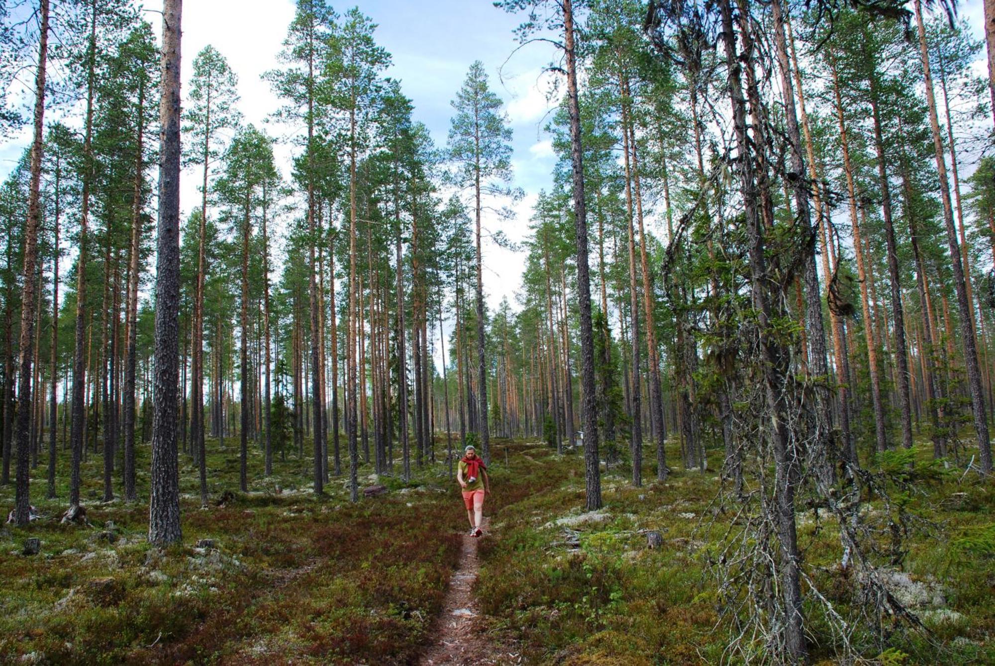 12 - Fulufjellets Nasjonalparker - Natur-, Dyre- Og Fugleopplevelser Ljørdal Eksteriør billede