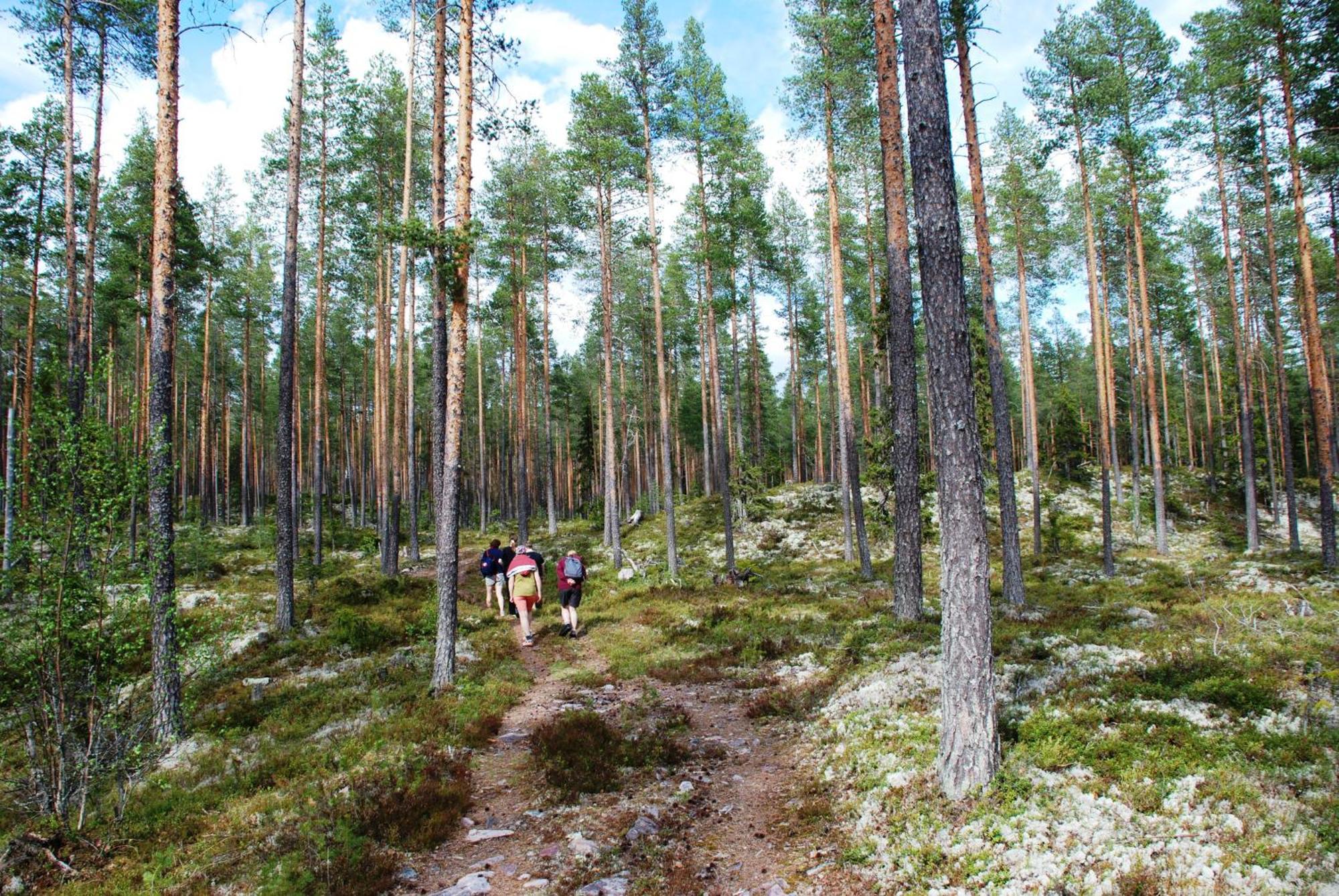 12 - Fulufjellets Nasjonalparker - Natur-, Dyre- Og Fugleopplevelser Ljørdal Eksteriør billede