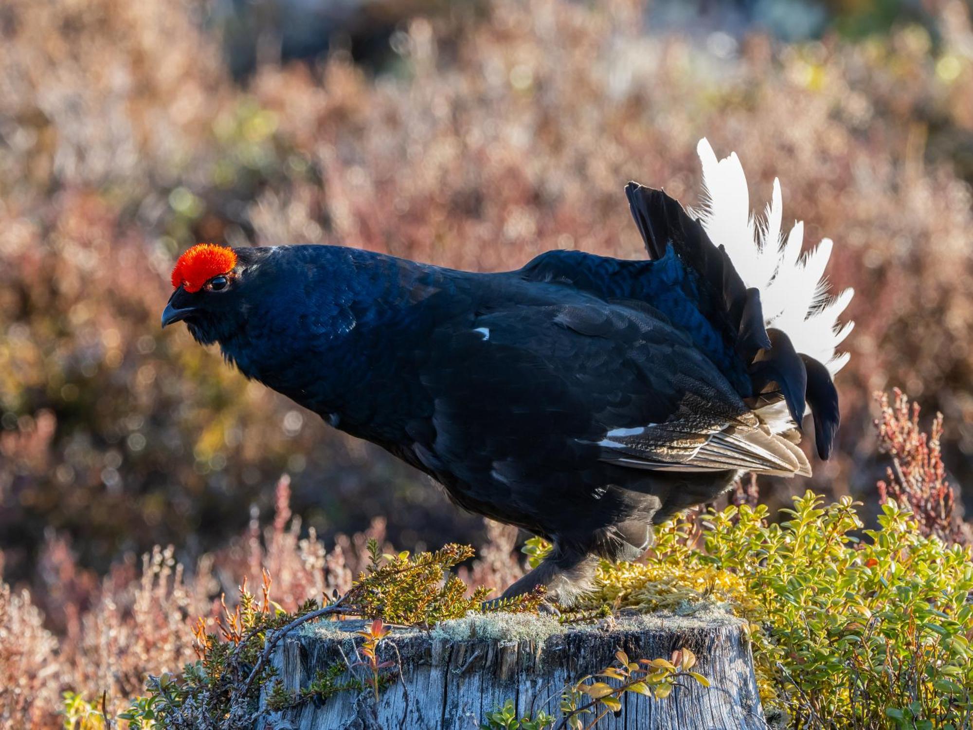 12 - Fulufjellets Nasjonalparker - Natur-, Dyre- Og Fugleopplevelser Ljørdal Eksteriør billede