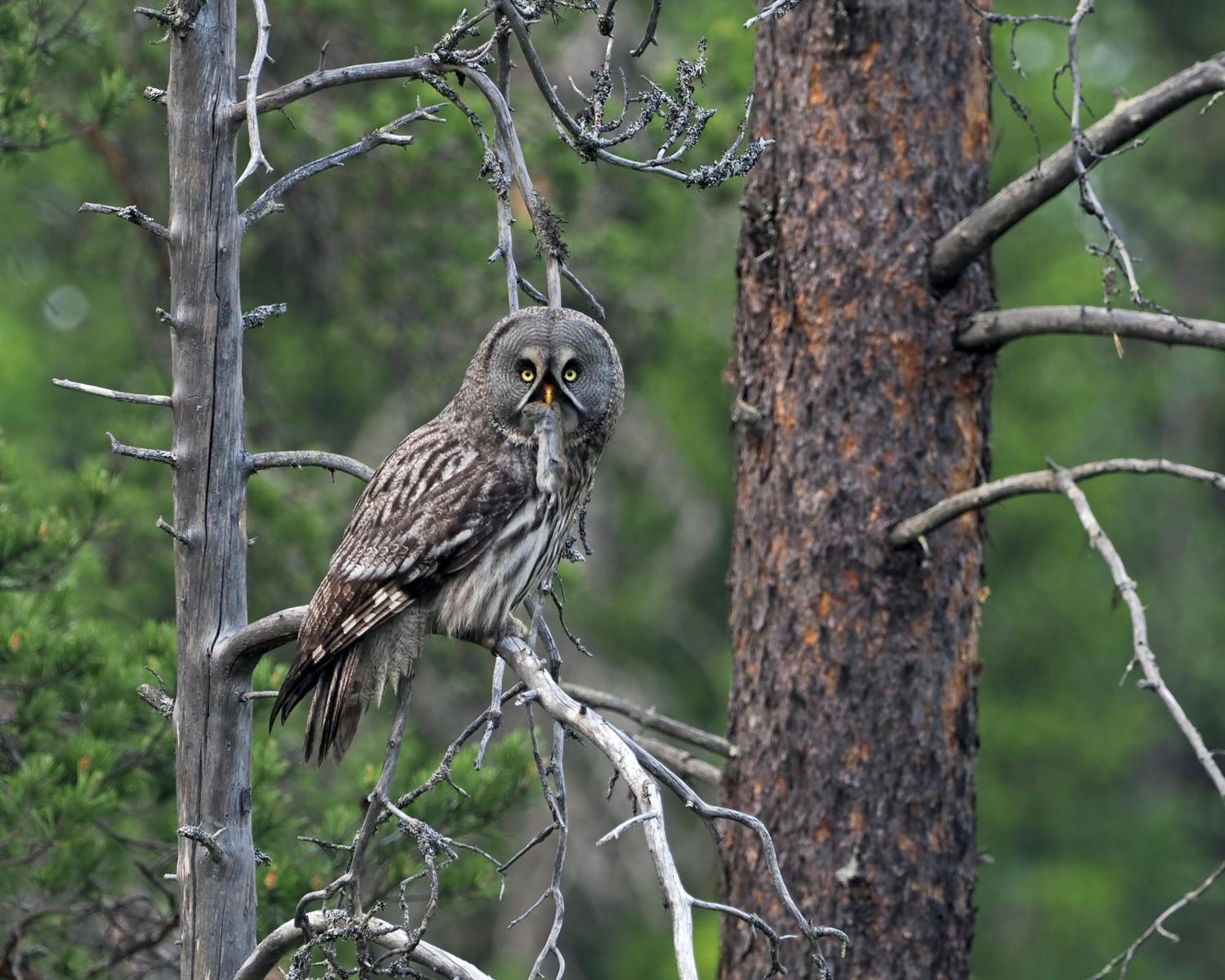 12 - Fulufjellets Nasjonalparker - Natur-, Dyre- Og Fugleopplevelser Ljørdal Eksteriør billede