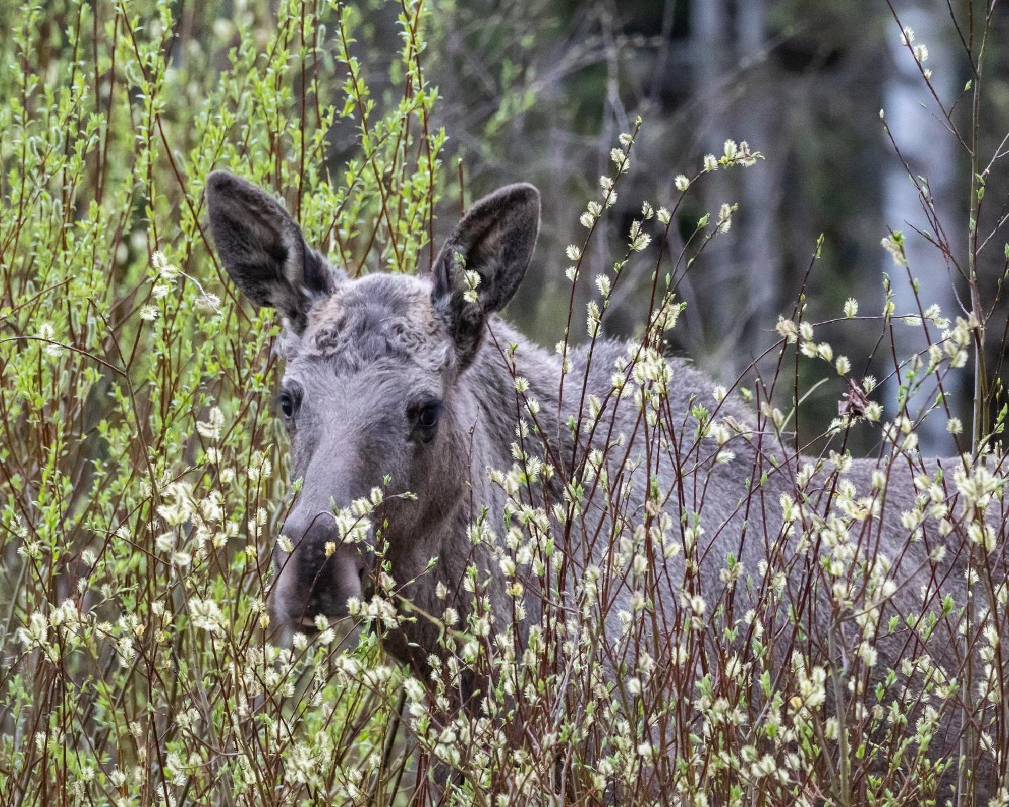 12 - Fulufjellets Nasjonalparker - Natur-, Dyre- Og Fugleopplevelser Ljørdal Eksteriør billede
