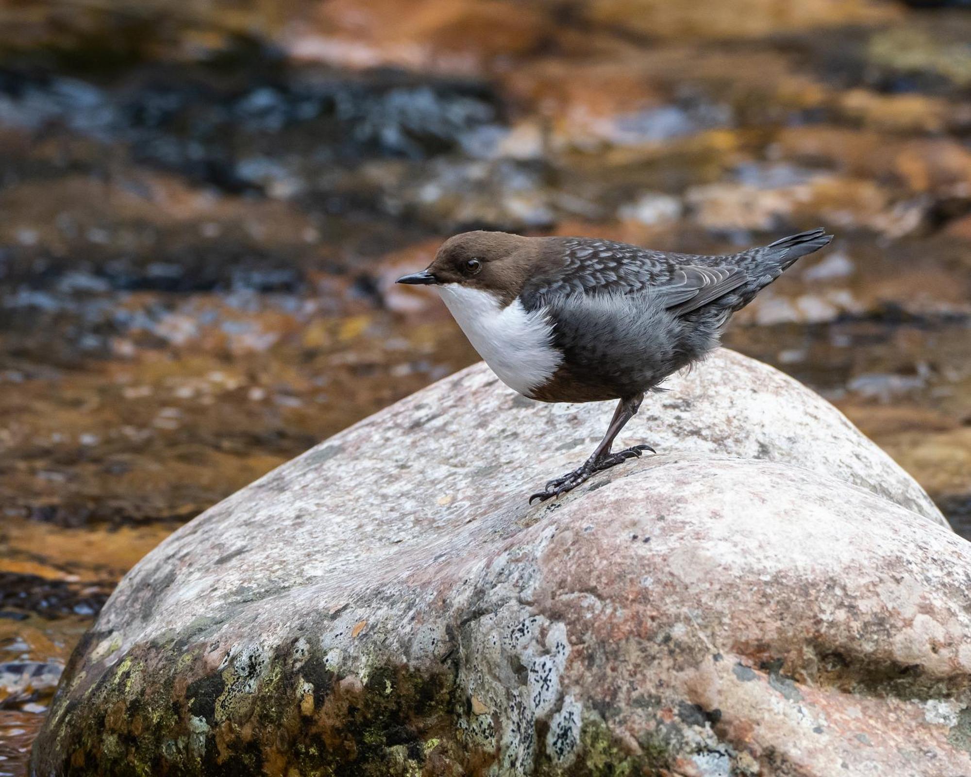 12 - Fulufjellets Nasjonalparker - Natur-, Dyre- Og Fugleopplevelser Ljørdal Eksteriør billede